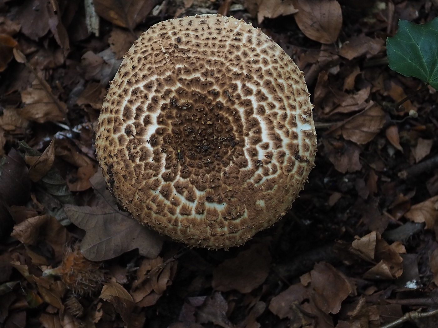 Photo © John Catterson Echinoderma asperum by John Catterson
